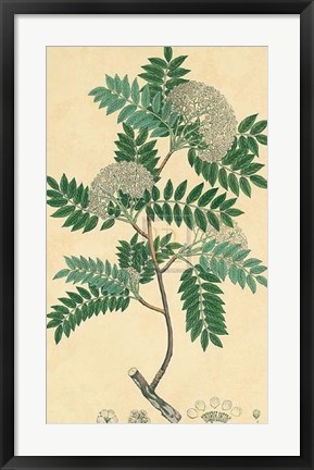 Framed Unpublished East Indian Plants VI Print
