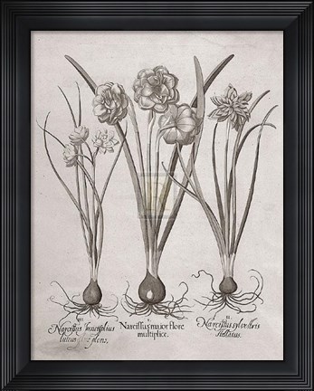 Framed Botanical VI Print