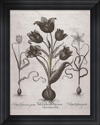 Framed Botanical VII Print