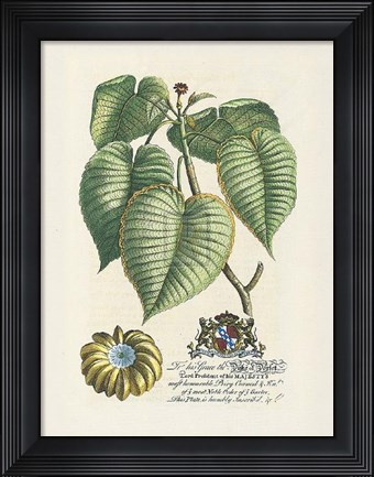 Framed Duke of Dorset Botanical Print