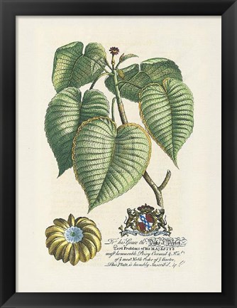 Framed Duke of Dorset Botanical Print