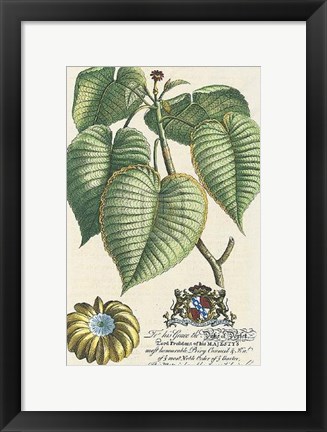 Framed Duke of Dorset Botanical Print