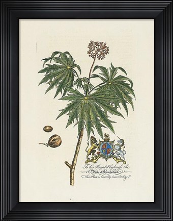 Framed Duke of Cumberland Botanical Print