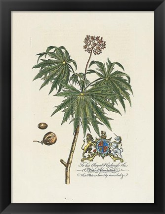Framed Duke of Cumberland Botanical Print
