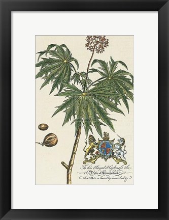 Framed Duke of Cumberland Botanical Print