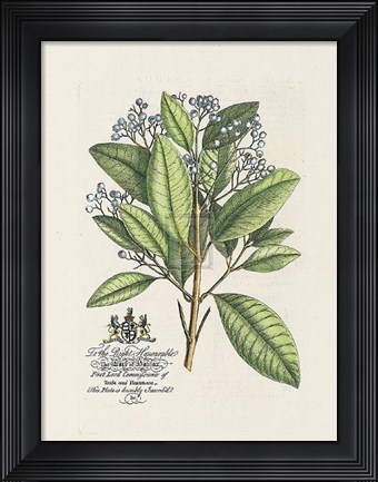 Framed Earl of Halifax Botanical Print