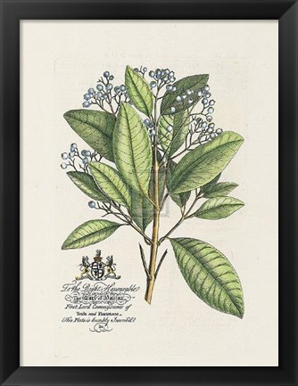 Framed Earl of Halifax Botanical Print