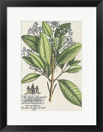 Framed Earl of Halifax Botanical Print