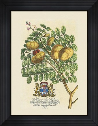 Framed Prince Saxegotha Botanical Print
