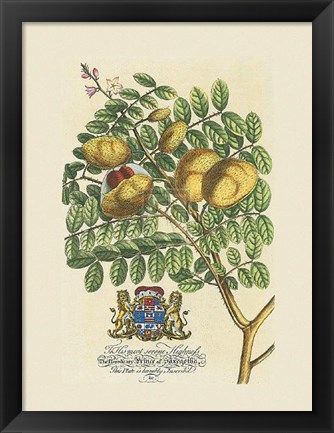 Framed Prince Saxegotha Botanical Print