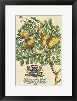 Framed Prince Saxegotha Botanical Print