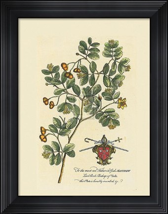 Framed Archbishop of York Botanical Print