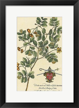 Framed Archbishop of York Botanical Print