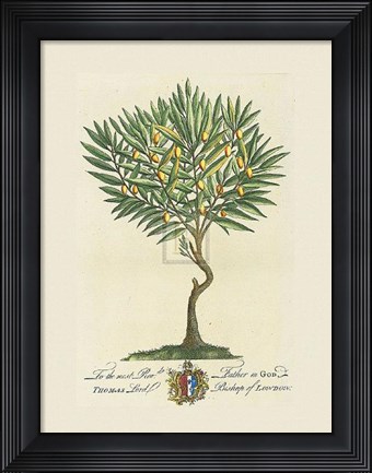 Framed Lord Bishop of London Botanical Print