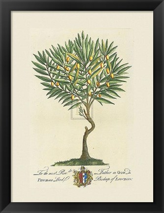 Framed Lord Bishop of London Botanical Print