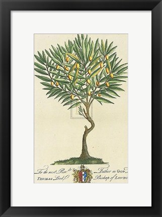 Framed Lord Bishop of London Botanical Print