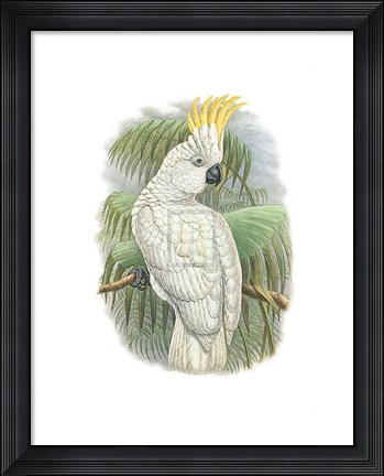 Framed Cacatua Ophthalmica I Print
