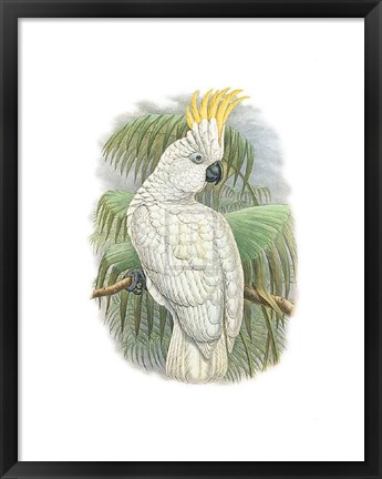 Framed Cacatua Ophthalmica I Print
