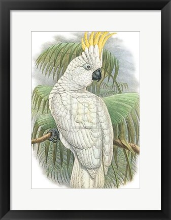 Framed Cacatua Ophthalmica I Print