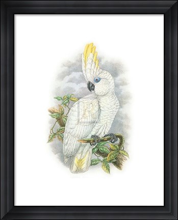 Framed Cacatua Ophthalmica II Print