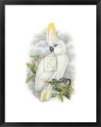 Framed Cacatua Ophthalmica II Print