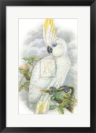 Framed Cacatua Ophthalmica II Print