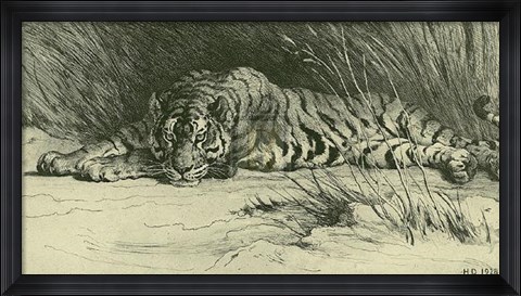 Framed Tiger Resting Print