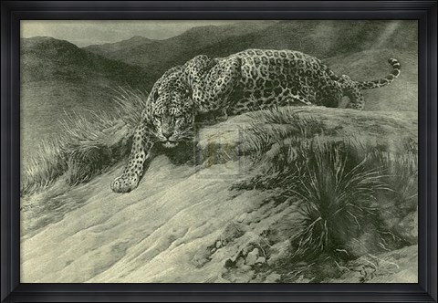 Framed Leopard Print