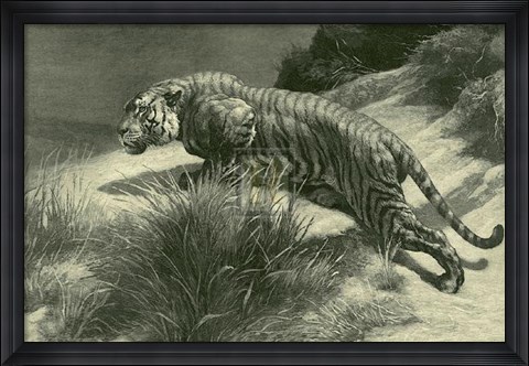 Framed Tiger Print