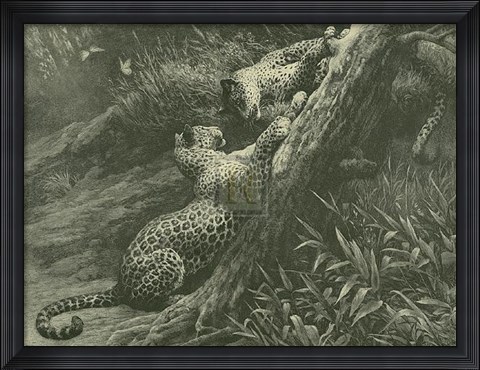 Framed Leopards on a Branch Print