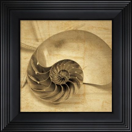 Framed Chambered Nautilus Print