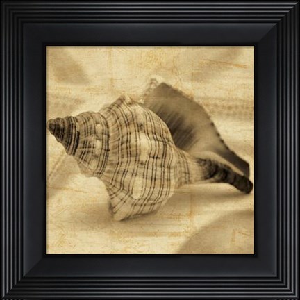 Framed Conch Print