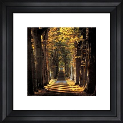 Framed Tree Lined Avenue Print