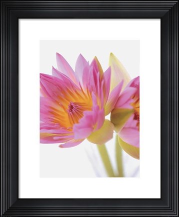 Framed Lotus Blossoms Print