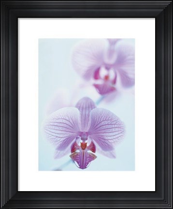 Framed Two Orchids Print