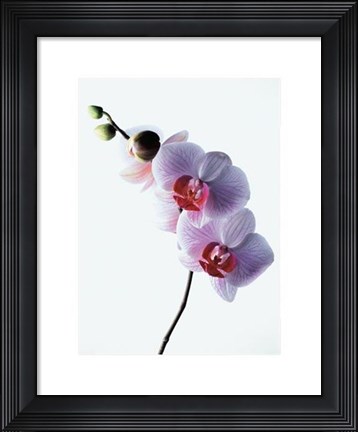 Framed Orchid Print