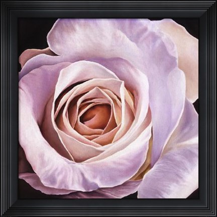 Framed White Rose At Dusk Print
