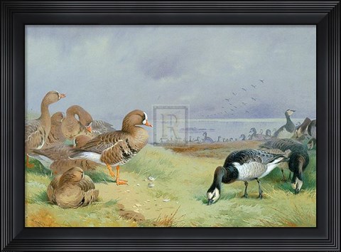Framed Barnacle Geese Print