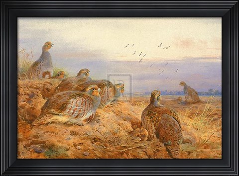 Framed English Partridges Print