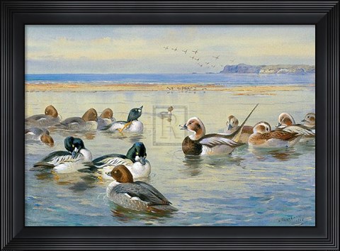 Framed Goldeneye and Longtail Print