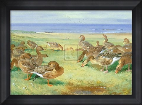 Framed Grey Lags Print