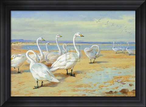 Framed Whooper Swan Print