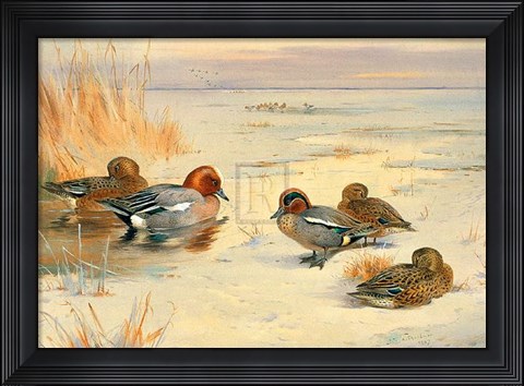 Framed Wigeon and Teal Print