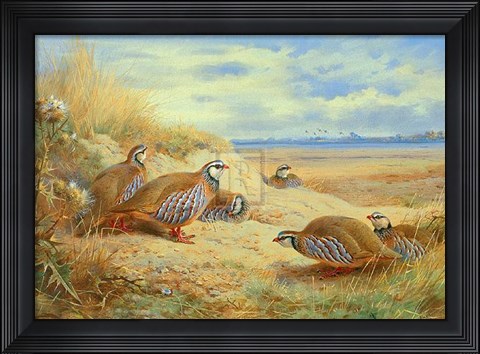 Framed French Partridges Print