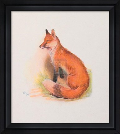 Framed Fox Print