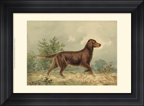 Framed Irish Setter I Print