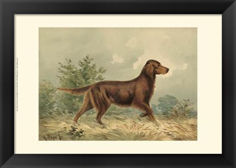 Framed Irish Setter I Print