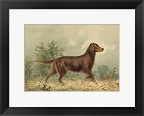 Framed Irish Setter I Print