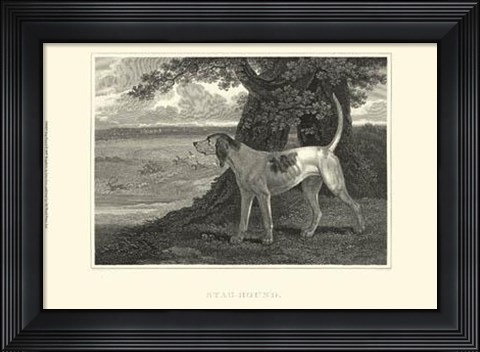 Framed Staghound Print