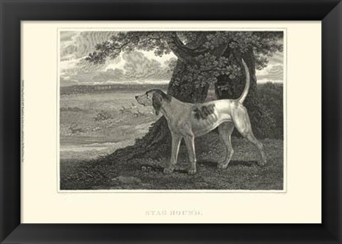 Framed Staghound Print